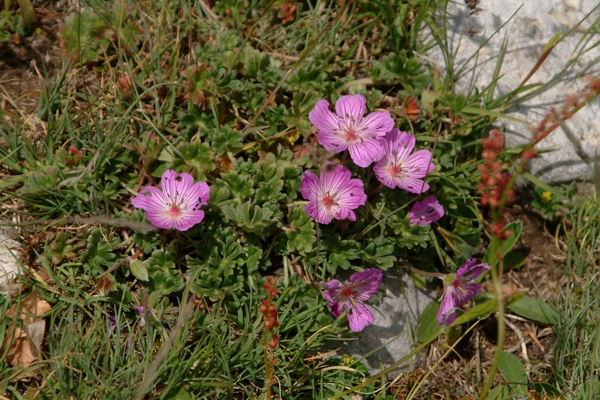 Geranium austroapenninum (=G.cinereum) / Geranio cenerino